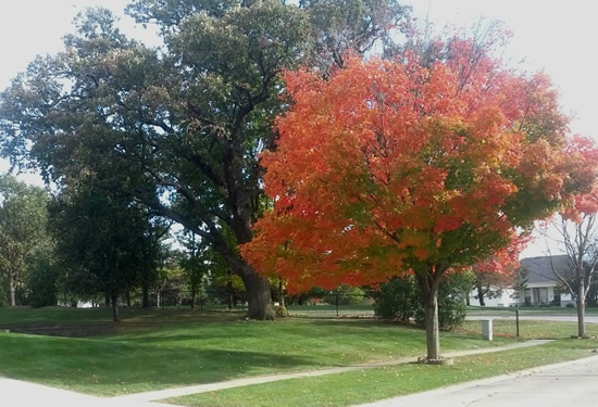 Iowa Spring/Fall Cleanup Service Areas near me Lawn Care Property Management