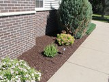 Royal_Mulch_26